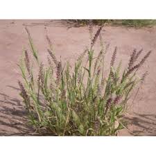 Image result for Cenchrus biflorus