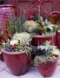 Its leaves have white margins and grayish green centers, and the bright red stems shine in winter, particularly if given an evergreen backdrop. 20 Winter Potted Plants Ideas Plants Garden Inspiration Winter Garden