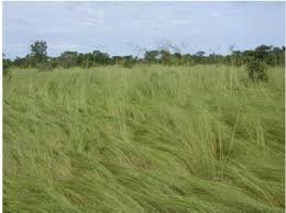 Image result for Aristida stipoides