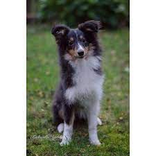 Pin On Shetland Sheepdog
