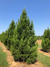 Image result for Cryptomeria