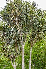 Image result for Klainedoxa