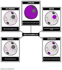 Animal Cell Labeling Activity | Storyboard That
