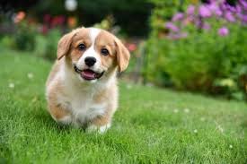 Onların yetişkinlik dönemine fener tutmaktadır. Golden Retriever Corgi Mix 6 Bilmeli Gercekler Mukemmel Kopek Irklari Irklar