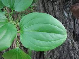 Image result for Smilax  tamnoides