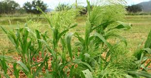 Image result for Panicum eickii