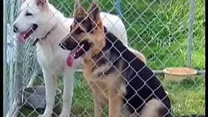 Our dogs have excellent dispositions and are large, strong, healthy and beautiful with straight backs. Royalair German Shepherds Large Old Fashioned German S Hepherds Video Dailymotion