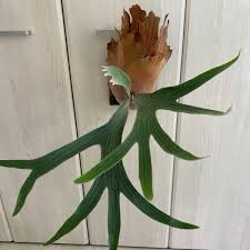 Image result for Eriospermum porphyrium