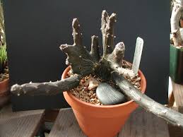 Image result for Ceropegia cimiciodora