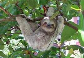 Happy Sloth Co Saving Sloths With Fun T Shirts Apparel Sloth Baby Animals Funny Cute Animals