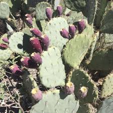 There's one simple trick to get finding skag dog days cactus fruit. Prickly Pear Savor The Southwest