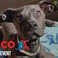 Petco Adoption Event event image