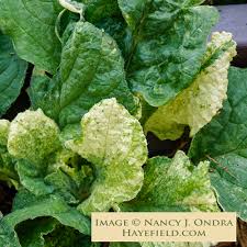 Image result for Borago