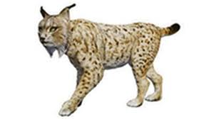 Resultado de imagen de fotos de animales en peligro de extinción