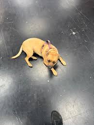 Anyone in the Airline and David Dr. area missing this little angel? She has  a harness