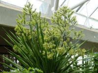 Image result for Dicliptera transvaalensis