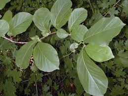 Image result for magnolia soulangeana