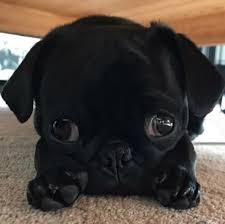 Pet lovers especially cat persons around the world mourned upon hearing the news and of course including me. Cutest Pug In The World Contest Weird World