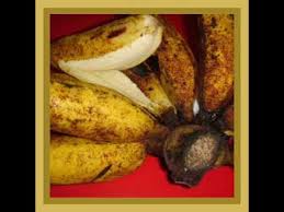 Pelbagai jenis pisang di malaysia kaya dengan khasiat yang baik untuk perkembangan bayi. Jenis Pisang Di Malaysia Youtube