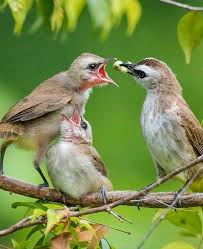 Baby Bird With Crazy Hair Beautiful Birds Colorful Birds Most Beautiful Birds