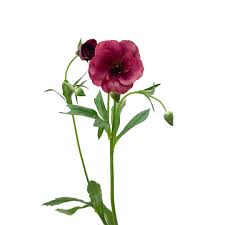 Image result for Ranunculus stagnalis