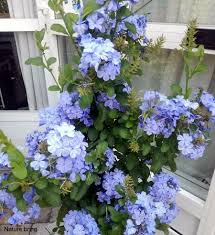 We did not find results for: Plumbago Auriculata Grow And Care Of Blue Plumbago Skyflower