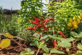 We did not find results for: Kitchen Gardening In Hindi Posts Facebook