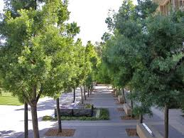 Image result for Afrocarpus falcatus