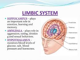 Limbic System Google Search Limbic System Brain Anatomy Medical Knowledge