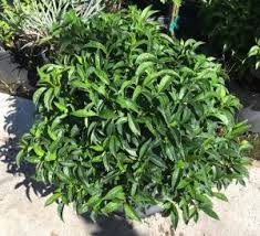 Check spelling or type a new query. Butterfly Attracting Plants Florida Nursery Mart