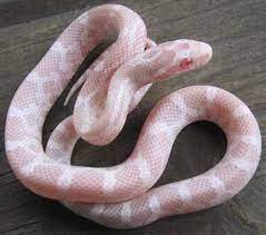 Baby Corn Snakes Various Morphs Corn Snakes Babies Snake Babies Baby Corn Snow Corn Snake Baby Baby Albino Cornsnake Snake Yilanlar Hayvan Hayvanlar