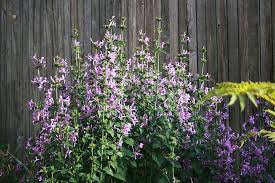 Image result for Hypoestes aristata