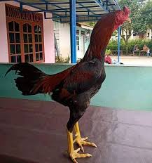 Maybe you would like to learn more about one of these? 15 Karakter Yang Dimiliki Ayam Bangkok Pukulan Mematikan