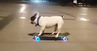 Vector sketch domestic dog french bulldog breed. French Bulldog Rocks On Skateboard His Light Up Wheels Make Him Sooo Much Cooler