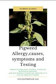 An Overview Of Pigweed Allergy Symptoms Allergies Workout Food Health Healthy
