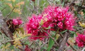 Image result for Schotia afra