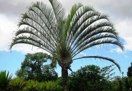 Image result for Dypsis decaryi