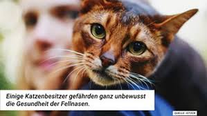 Die gründe für plötzliches pinkeln in der wohnung, können viele. 5 Alarmierende Grunde Warum Deine Katze Standig In Die Wohnung Pinkelt Wunderweib