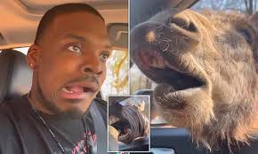 Hilarious hungry animals send couple into a panic