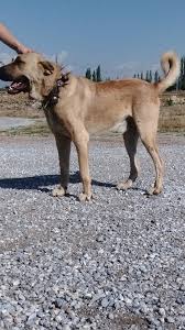 Orhan Genel Kangal Dog Dogs Animals