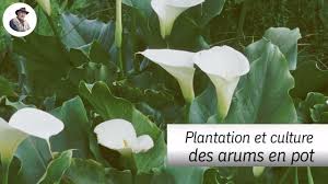 La Plantation Et La Culture De L Arum En Pot