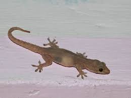 Big box stores such as home depot and lowes carry them, and you'll find many on amazon as well. House Gecko How To Get Rid Of Common House Geckos