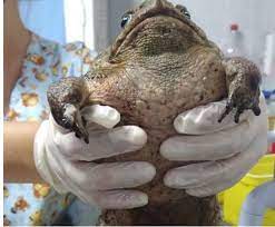 Sapo é encontrado dentro de cemitério com a boca colada e outras lesões no  Grande Recife 