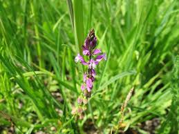 Image result for Polygala ohlendorfiana