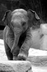 Baby Black And White Elephant Pictures Baby Elephant With Images Cute Baby Elephant Cute Baby Animals Animals