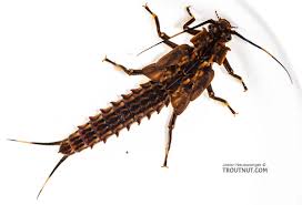 Image result for Macrotyloma stenophyllum