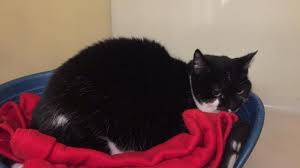 kota kinuli gospodari v gromadskomu transporti ale dushu rozrivaye inshe cats cat carrier old cats