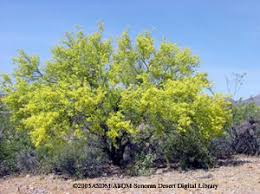Common names refer to location. Foothills Palo Verde Fact Sheet