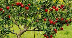 Our fruit trees are grafted onto different rootstocks.the rootstock has a bearing on the overall height and vigour of the tree. Fruit Trees Where Fruit Trees Grow Crossword