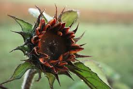 A dramatic accent in beds, borders, and arrangements. Moulin Rouge Sunflower Gardenbugger Flickr